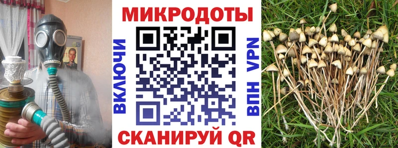 Купить  Карталы  Галлюциногенные грибы Psilocybe 